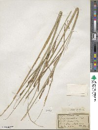 Carex aquatilis var. substricta image