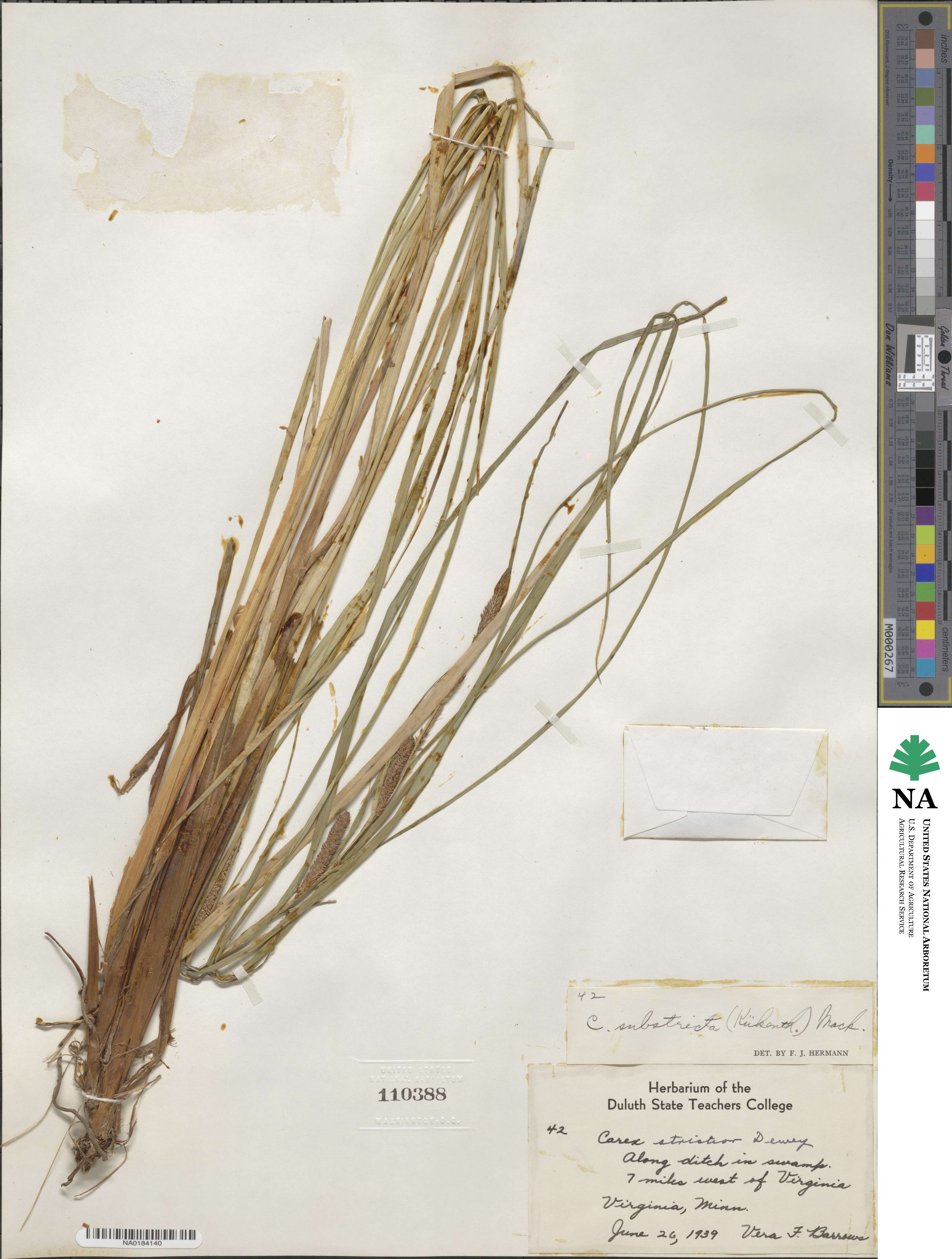 Carex aquatilis image