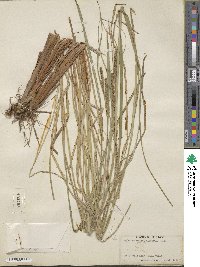 Carex aquatilis image