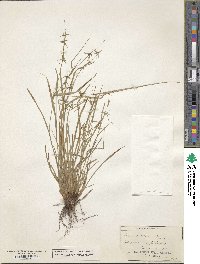 Carex collinsii image