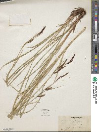 Carex aquatilis image