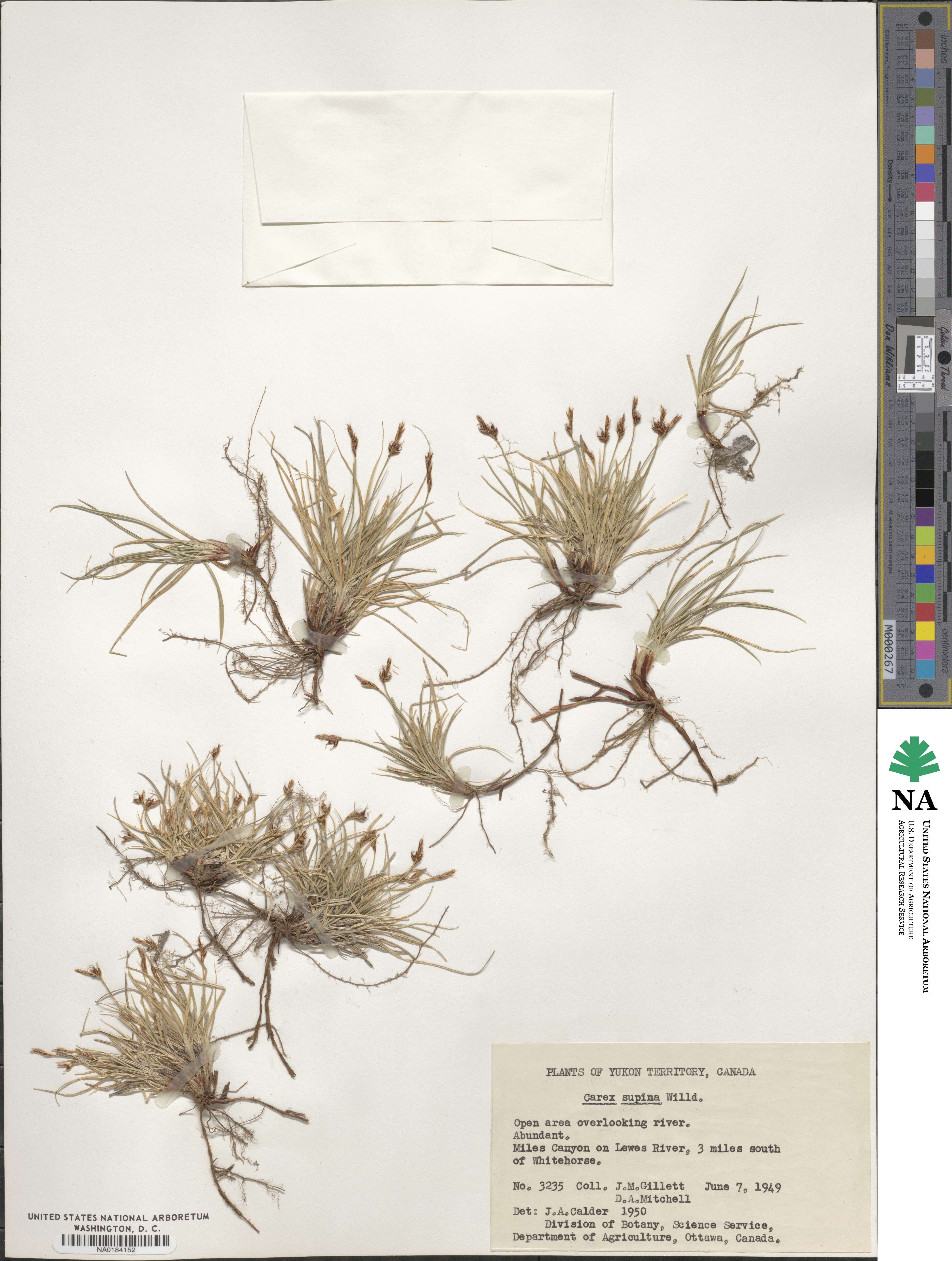 Carex supina image