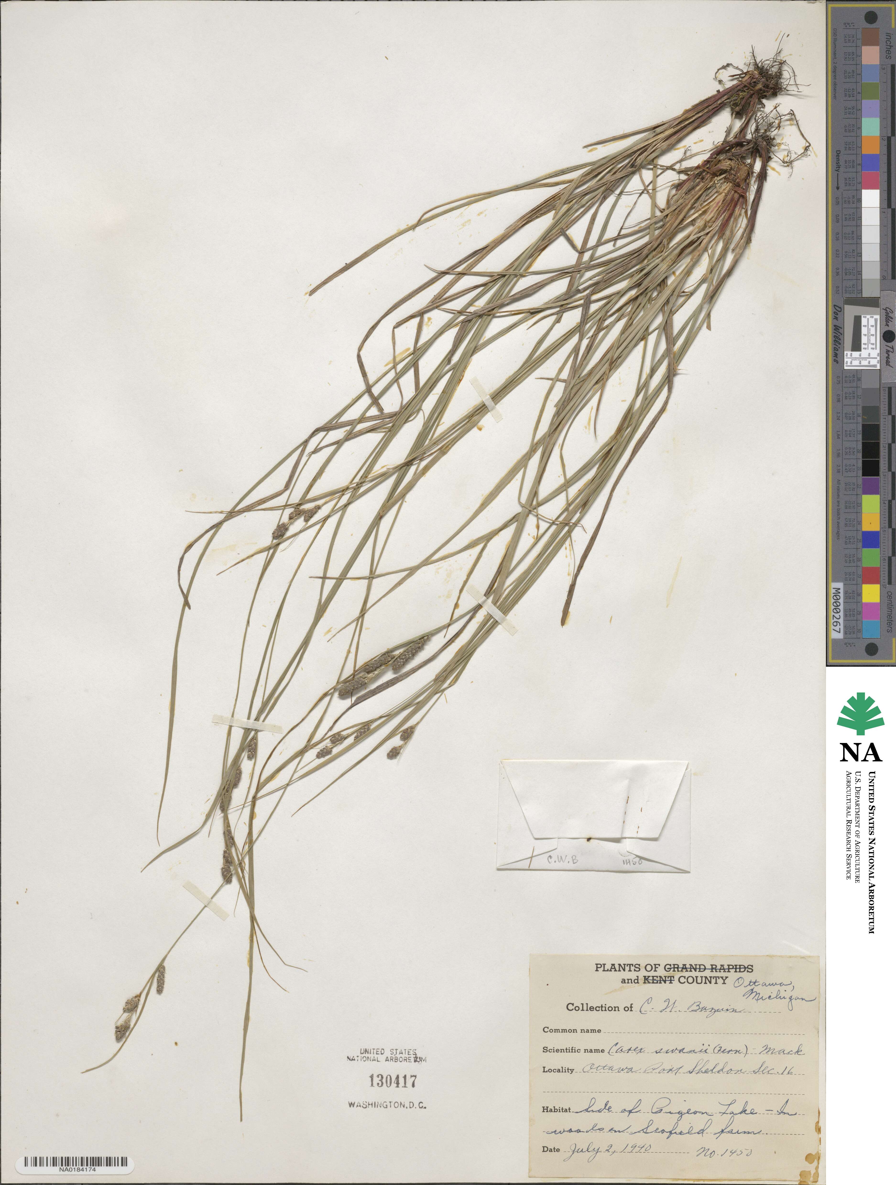 Carex swanii image