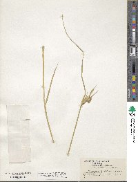 Carex sychnocephala image