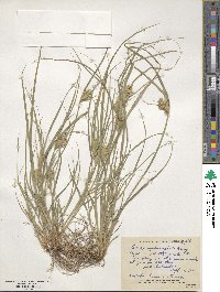 Carex sychnocephala image