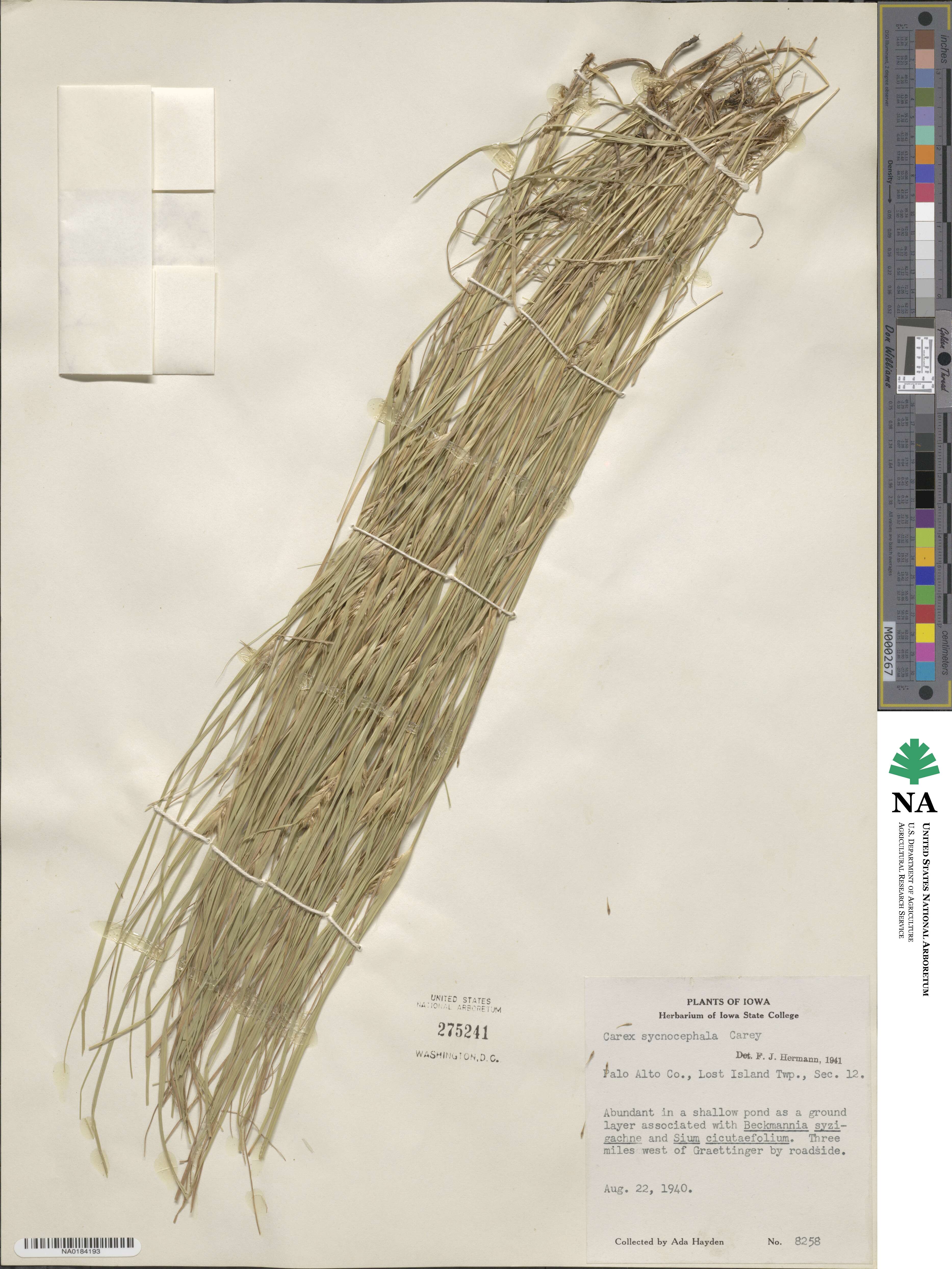 Carex sychnocephala image