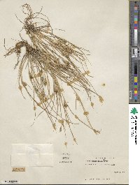 Carex sychnocephala image