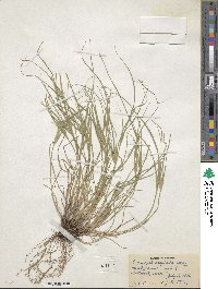 Carex sychnocephala image