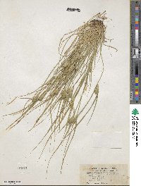Carex sychnocephala image