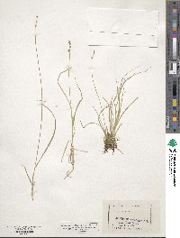 Carex disperma image