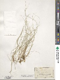 Carex disperma image