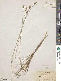 Carex tenera image