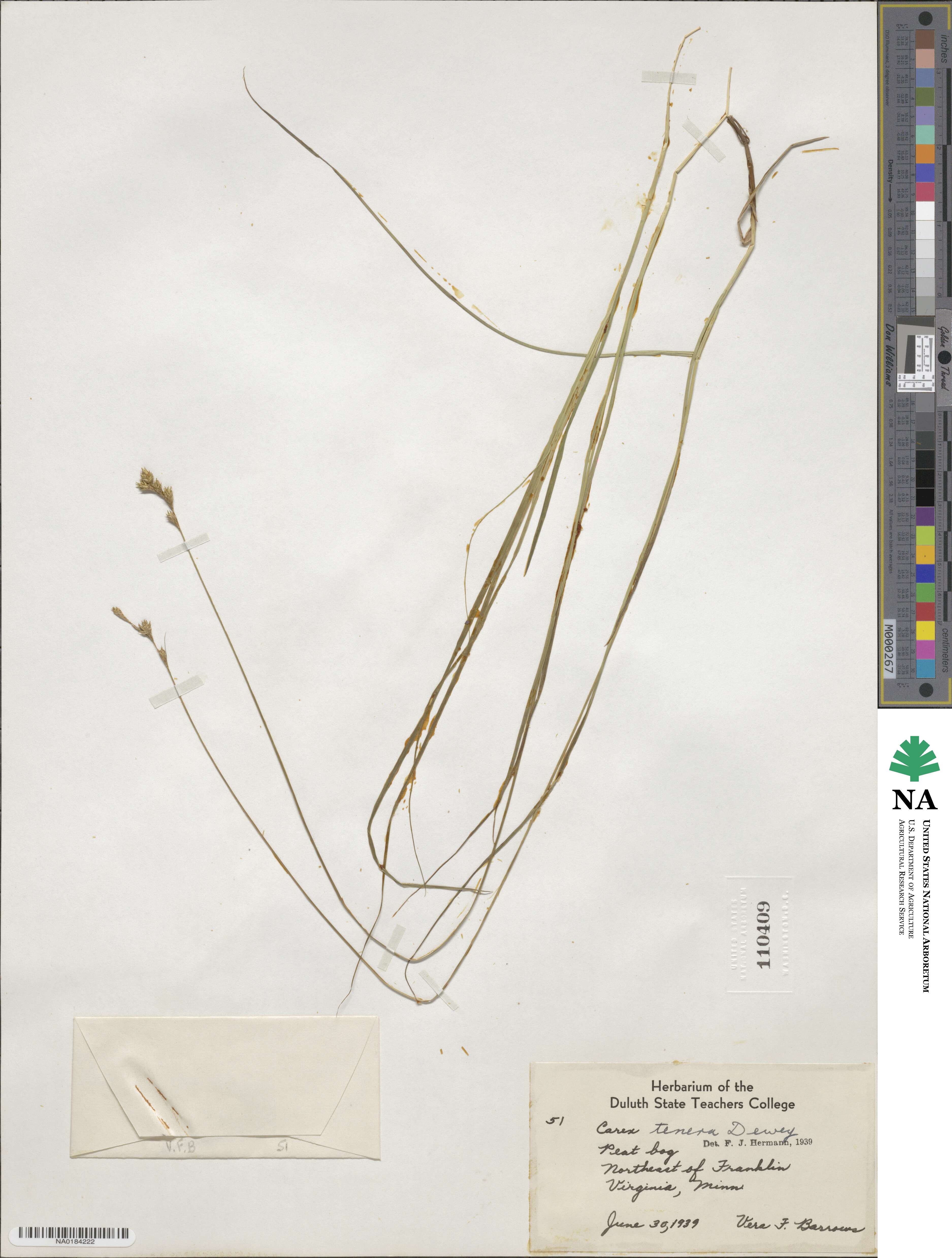 Carex tenera image