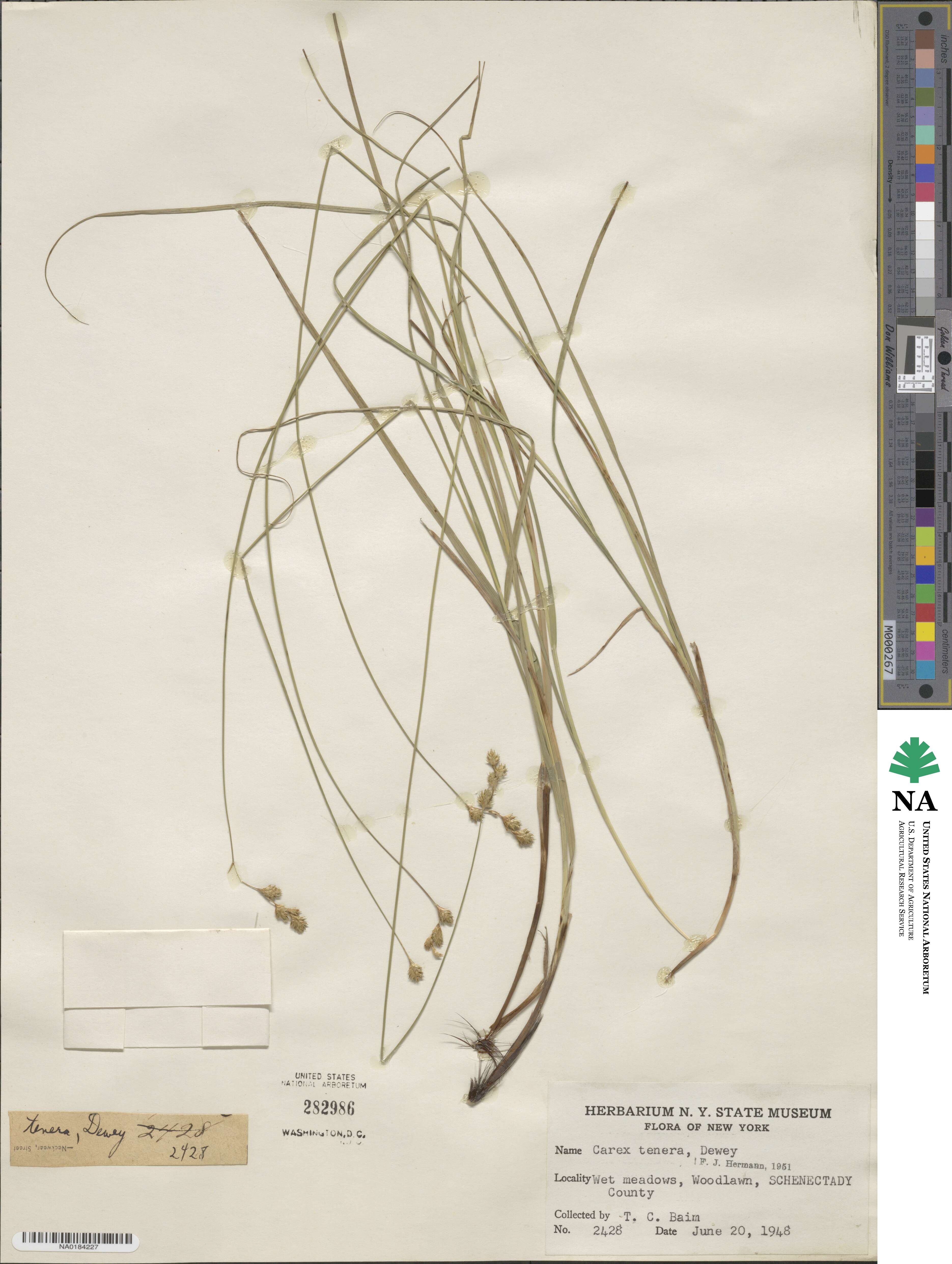 Carex tenera image