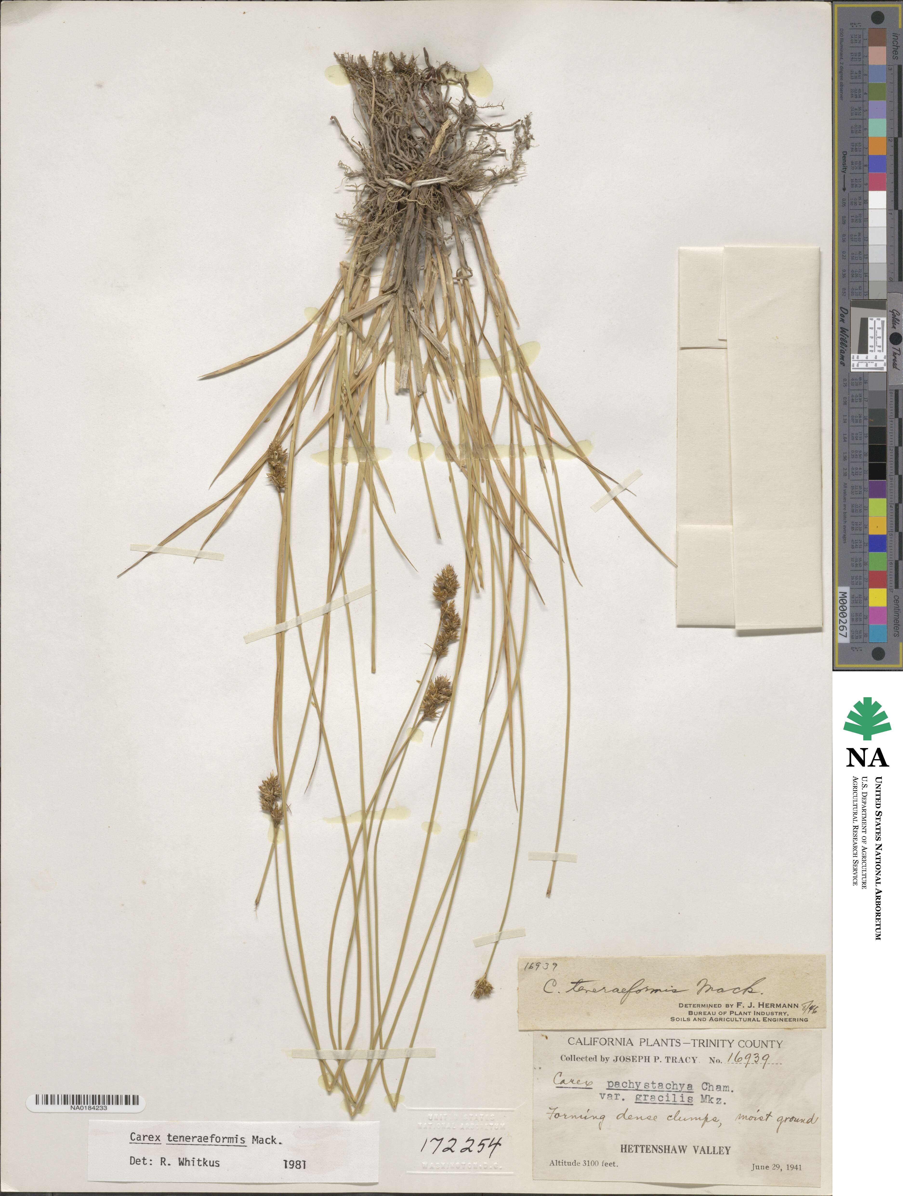 Carex subfusca image