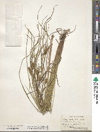 Carex lurida image