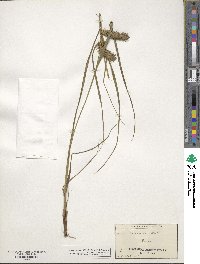 Carex lurida image