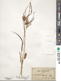 Carex lurida image