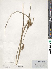 Carex lurida image