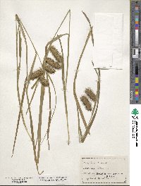 Carex lurida image