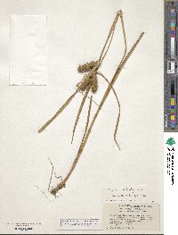 Carex lurida image