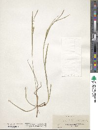 Carex tetanica image