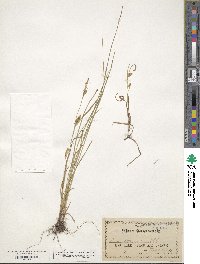 Carex tetanica image