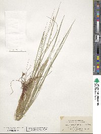 Carex tetanica image