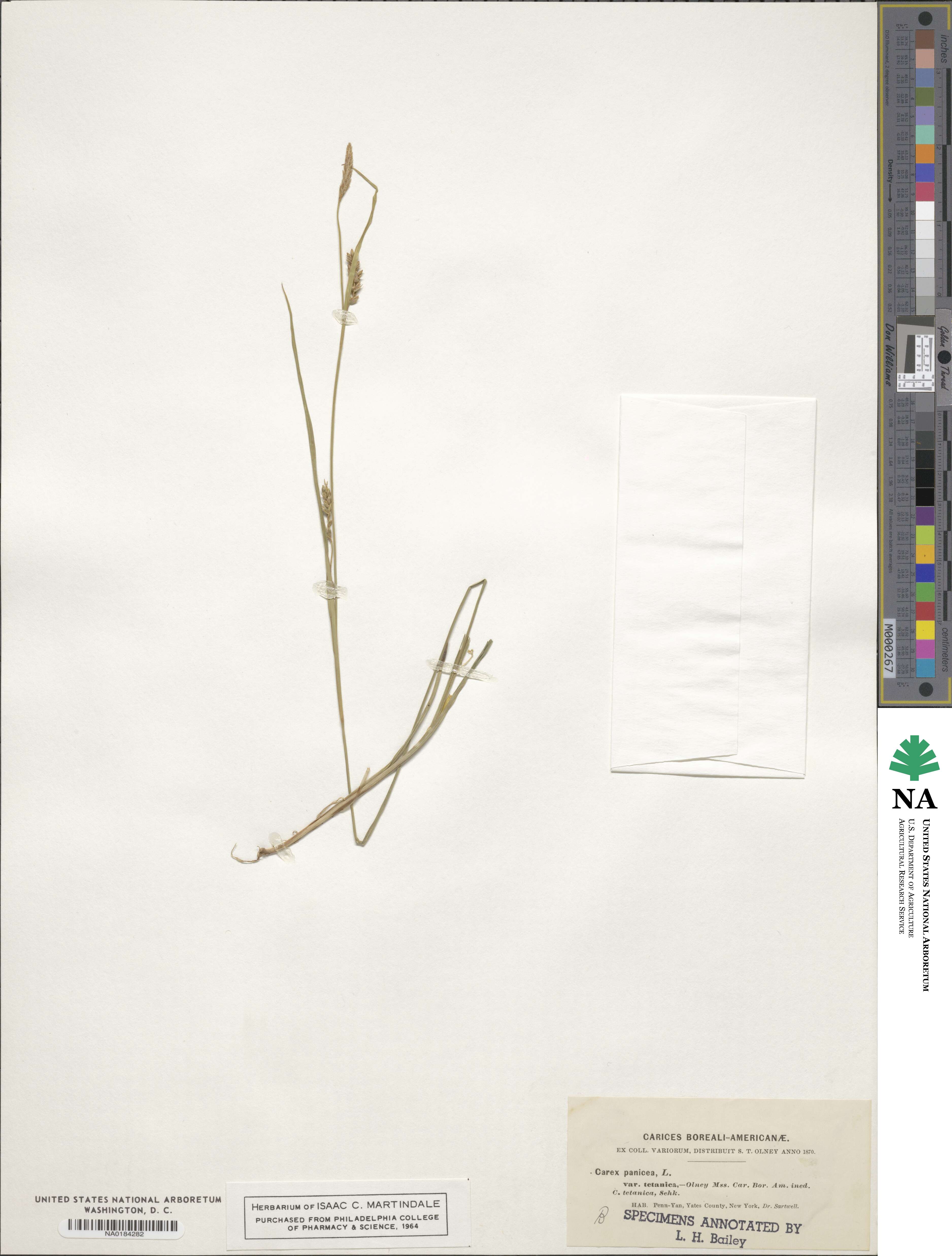 Carex tetanica image