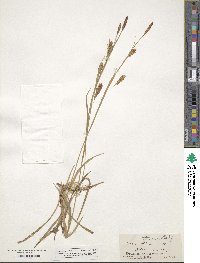 Carex tetanica image