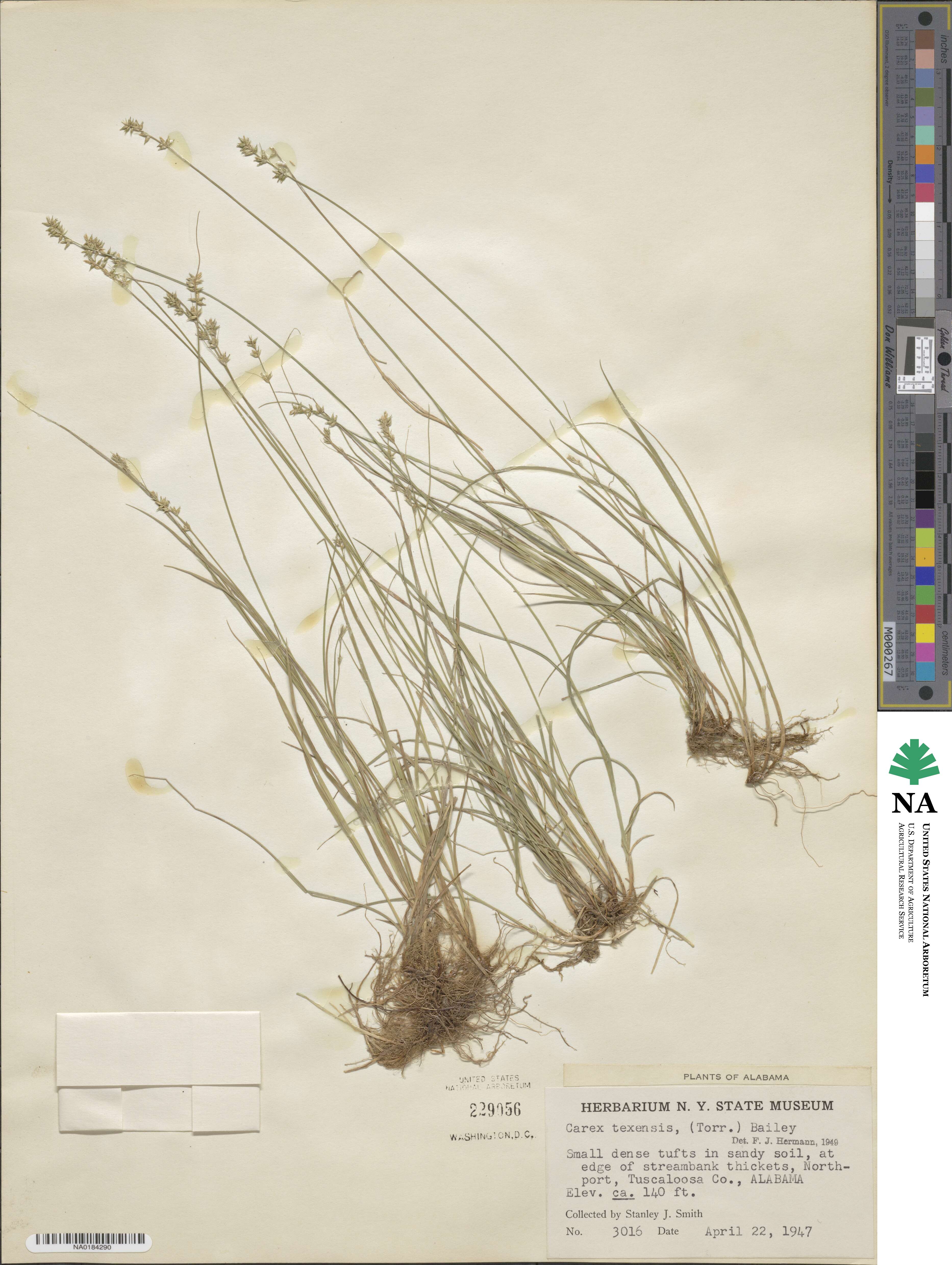 Carex texensis image