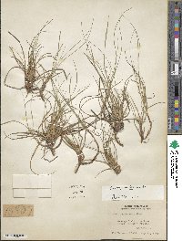 Carex tonsa image