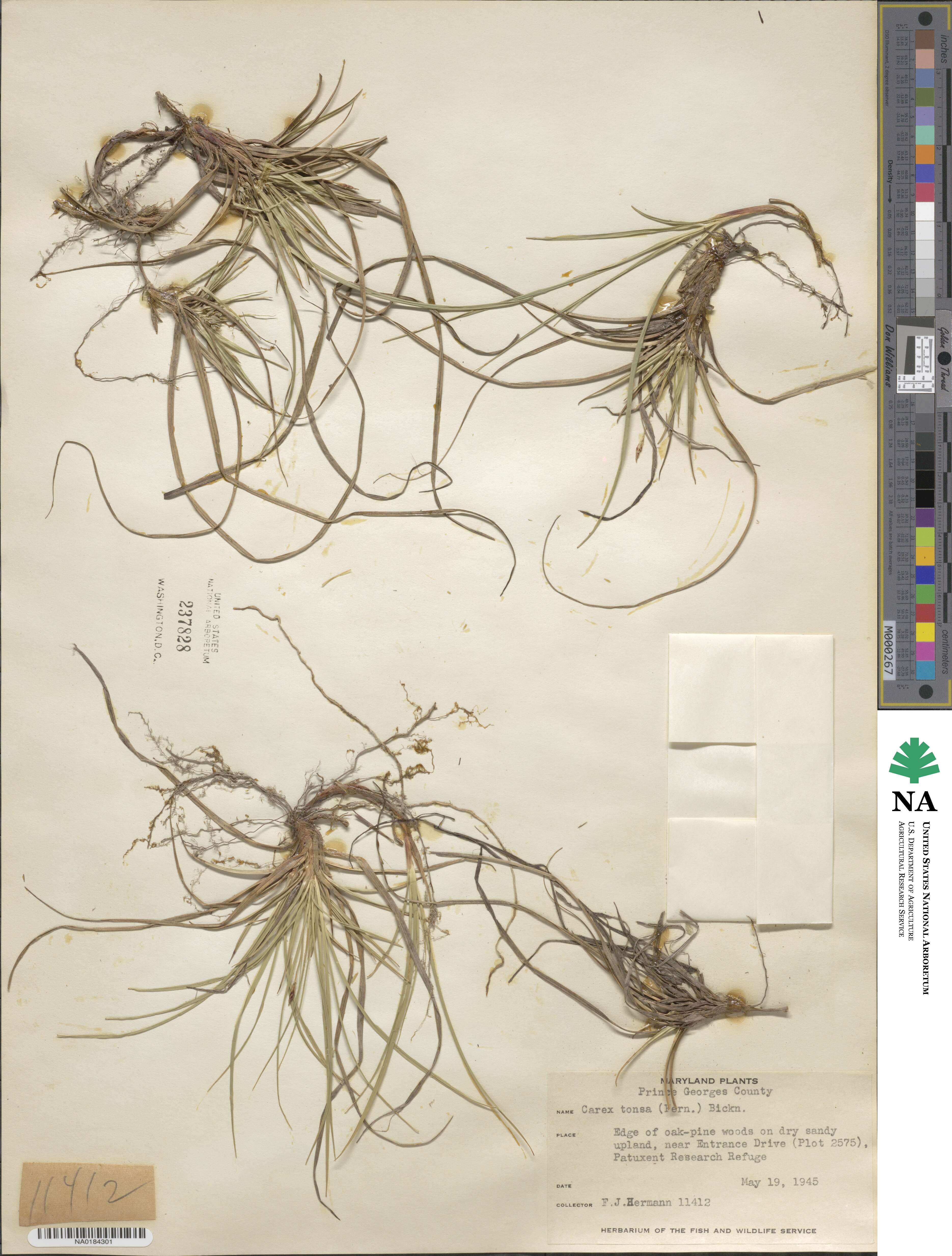 Carex tonsa image