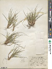 Carex tonsa image