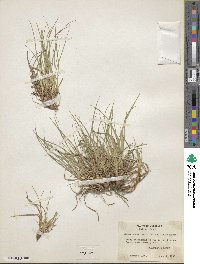 Carex tonsa image