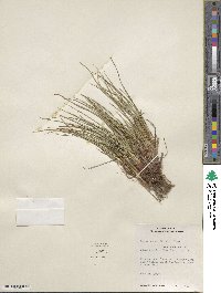 Carex tonsa image