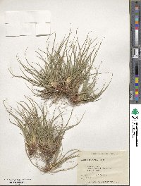 Carex tonsa image