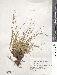 Carex tonsa image