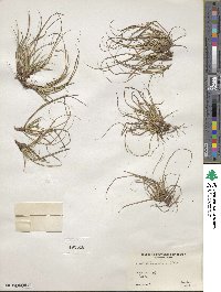 Carex tonsa image