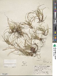 Carex tonsa image