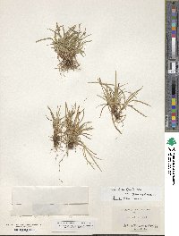 Carex tonsa var. rugosperma image