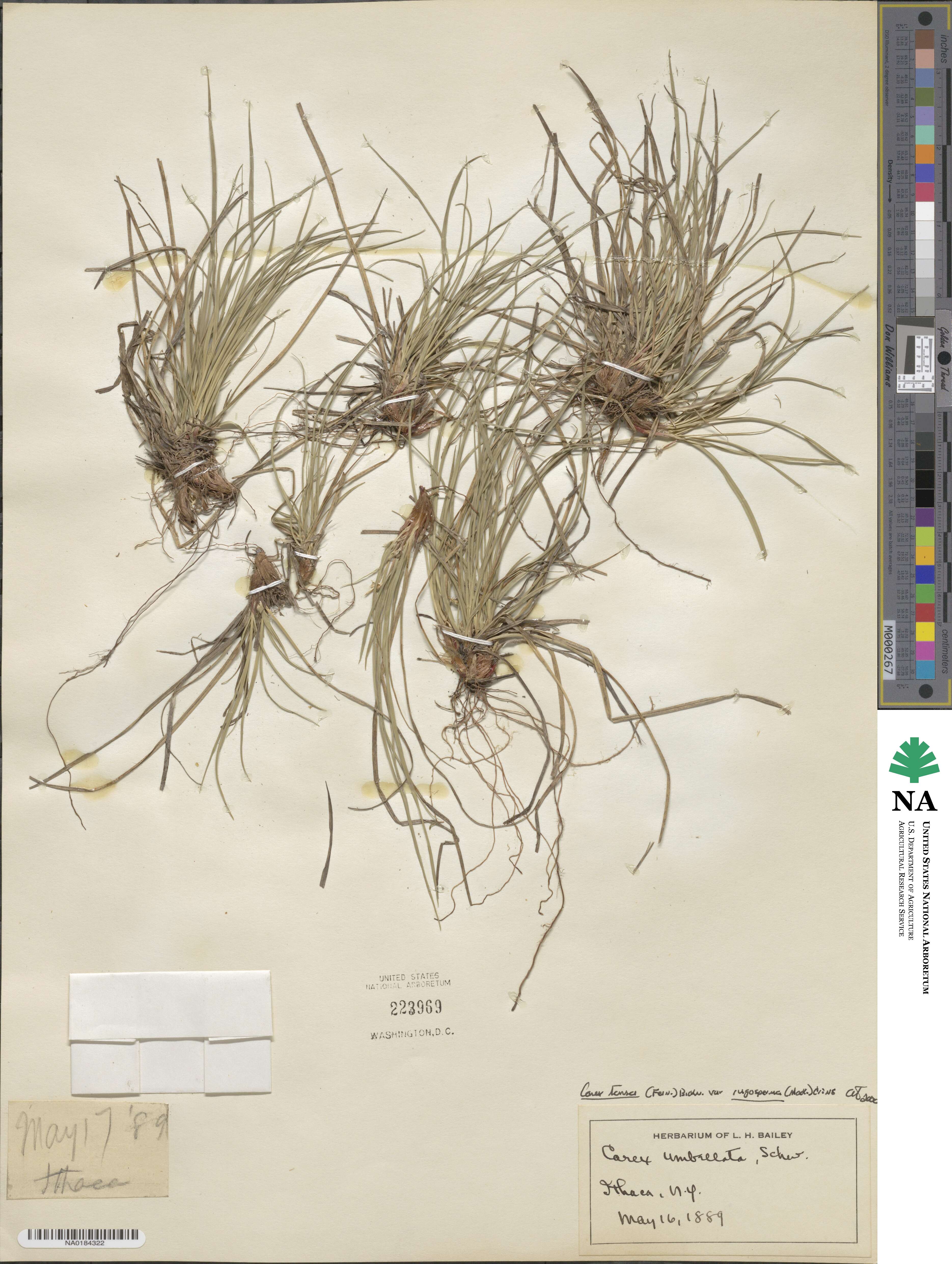 Carex tonsa var. rugosperma image