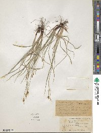 Carex torreyi image