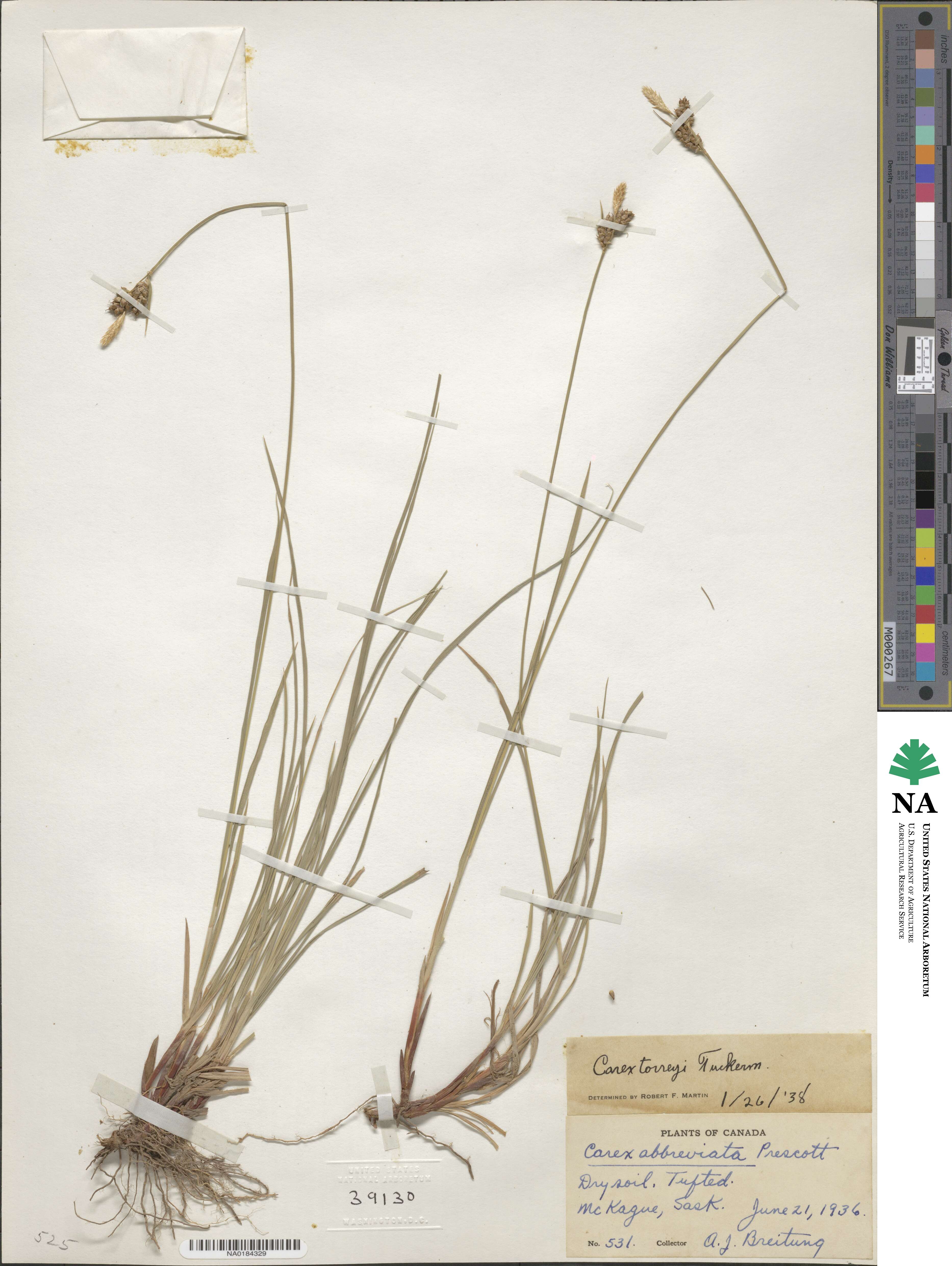 Carex torreyi image