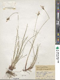 Carex torreyi image