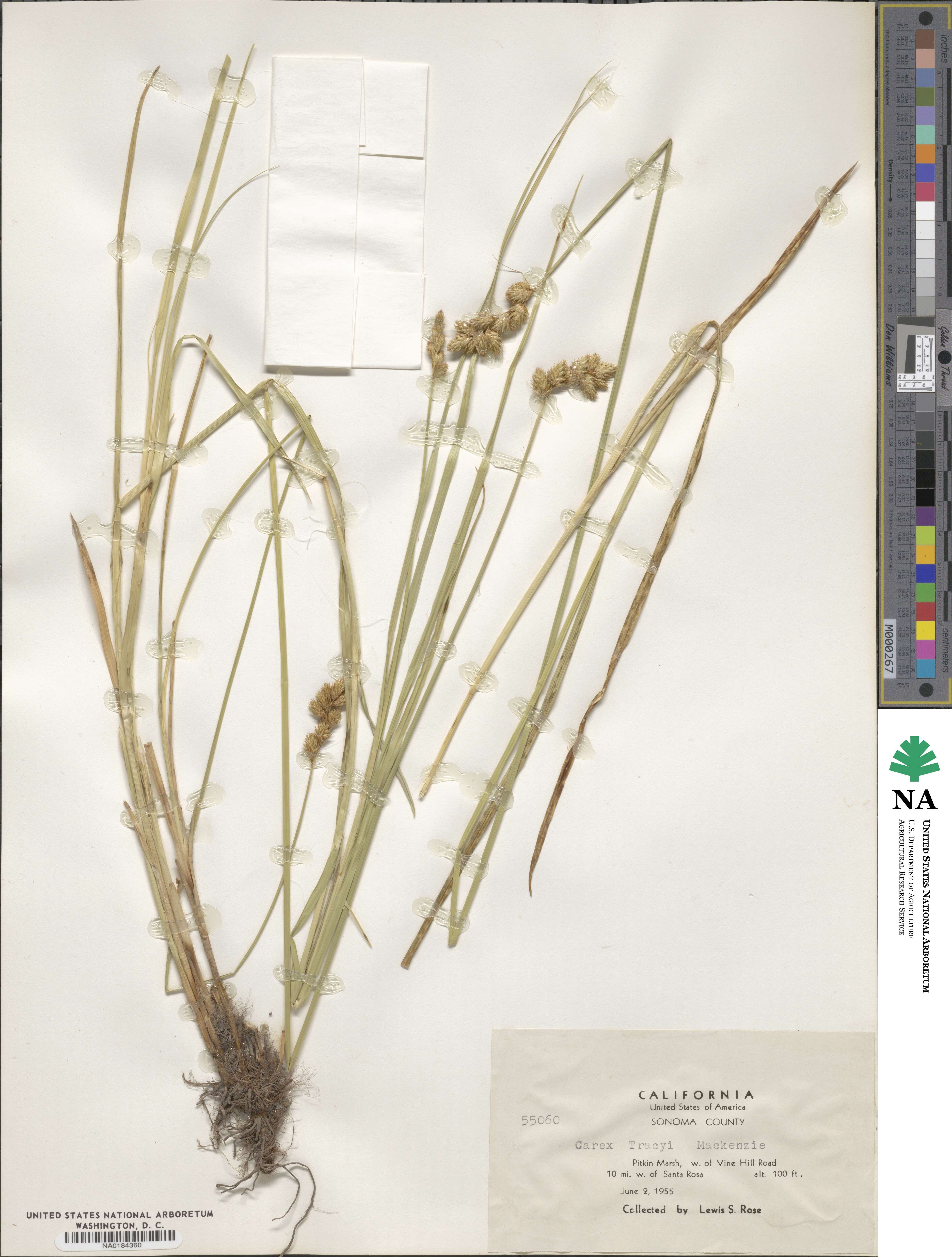 Carex leporina image