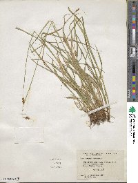 Carex leporina image