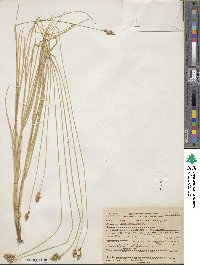 Carex leporina image