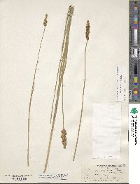 Carex triangularis image