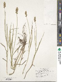 Carex tribuloides image